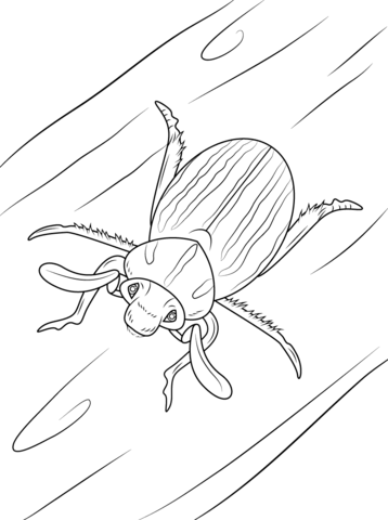 Ten Lined June Beetle Coloring Page